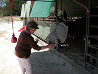 Sue Brizio feeding one of Eckford's mules